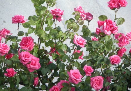 Garden Roses - rose bush, roses, pink, beautiful, garden