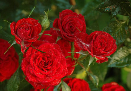 A Rose is a rose... - bright, rose, red, beautiful