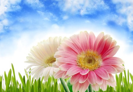 Pretty Flowers - summer, beautiful, grass, white flower, white, nature, colorful, summer time, pink, pink flowers, pretty, beauty, flowers, gerbera, sky, white flowers, nice, clouds, lovely, colors, green