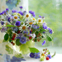 Still Life