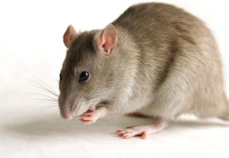 Rat - wildlife, rat, rodent, grey, wild, animal, cute