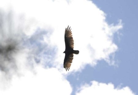 Circling - eagle, predator bird, flying, sky, circling, animals