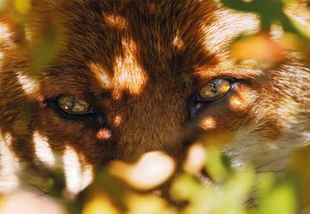 On the prowl - prowl, fox, hunting, eyes, animals