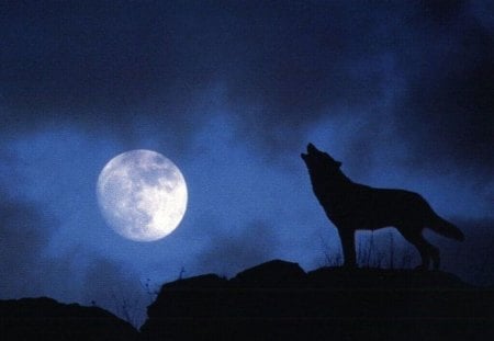 Moon song - moon, fantasy, wolf, night, song, animals