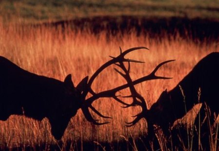 Deer fight - animals, wild, love, deer, fight, autumn