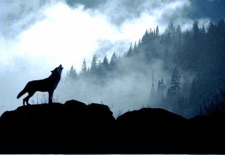 Song of the wild - mountains, deep forest, wolf, animals, fantasy, song, wild, fog