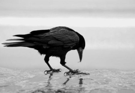 Frost - crow, frozen water, animals, winter, black