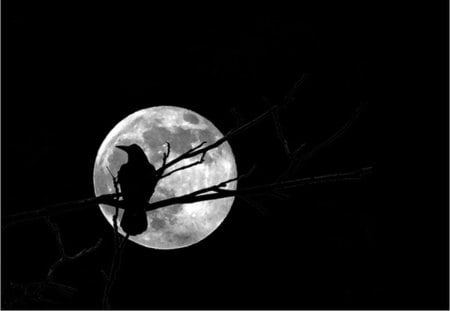 Alone in front of the moon - moon, crow, dark, night, goth, bird