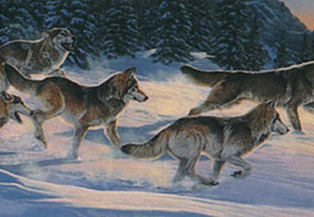 Freedom in the wilderness - wolves, animals, playing, winter, freedom, running