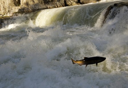 jumping for life - flow, rock, upstream, water, waterfall, streamlined, jumping, salmon, river, fish, whitewater