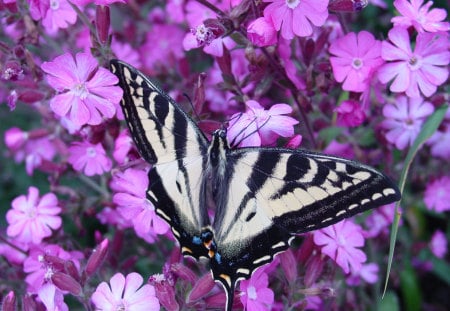 Black and White Beauty - beauty, balck and white, butterfly, purple flowers