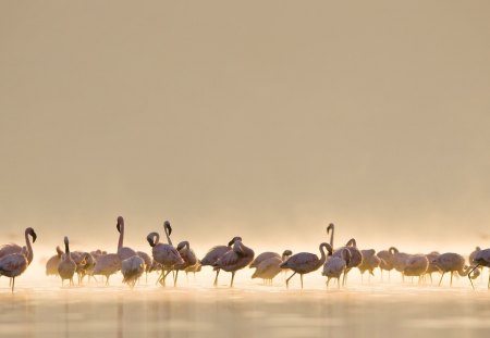 Flamingos - bird, birds, water, flamingos, sea, pink, nature, lake, flamingo