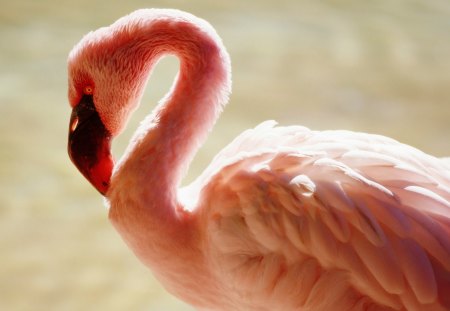 Flamingo - flamingo, nature, feathers, pink, bird