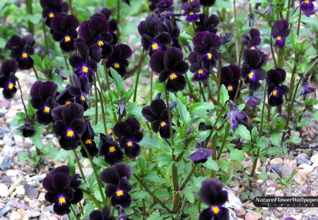 Viola - leaves, flower, purple, yellow