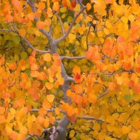 Aspen Trees in the Fall