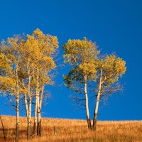 Autumn Aspen Trees