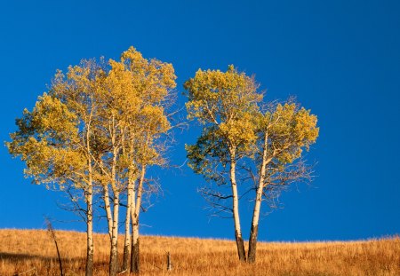 Autumn Aspen Trees - yellowstone national park, aspen, autumn, wyoming, trees