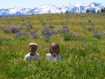 ALPINE MEADOWS