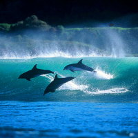 Dolphin morning