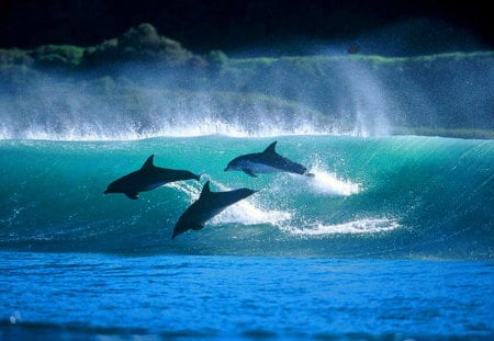 Dolphin morning - white, ocean, play, blue, family, dolphins, green, waves