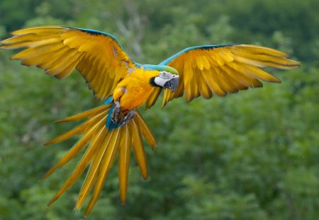 Parrot - beautiful, yellow, birds, parrot