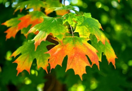 First signs - tree branch, autumn, orange, green, leaves, gold