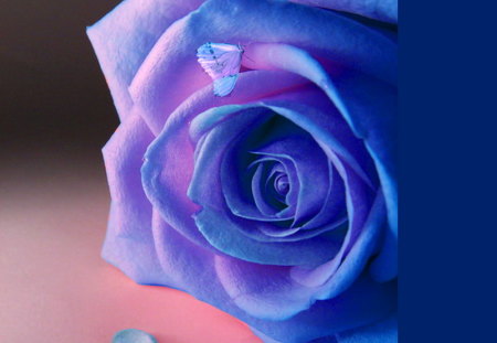 Feeling Blue - dew drops, butterfly, blue, pink, rose