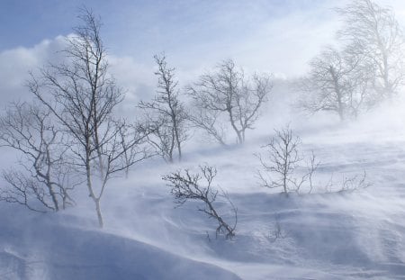 After the Snowstorm - trees, white, cold, snow, bare