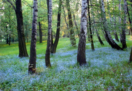 Spring in the park - flowers, birch tree, trees, landscape, spring, grass, park