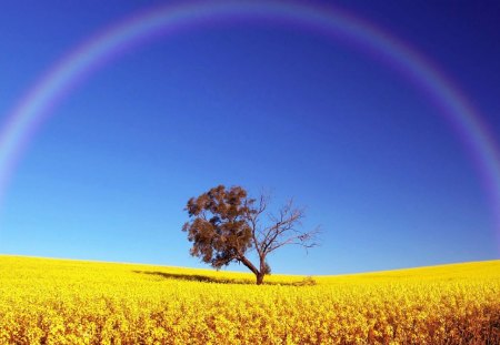 Beauty of  Loneliness - rainbow, sky, field, lovely, nature, view, yellow, lonely, blue, beautiful, tree