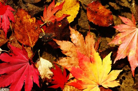 Fallen Fall - fall, yellow, autumn, color, orange, browns, leaves