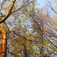 Early Spring