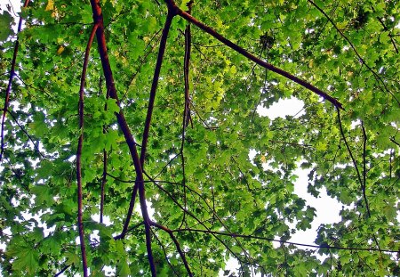 Green canopy 2 - leaves, green, trees, spring