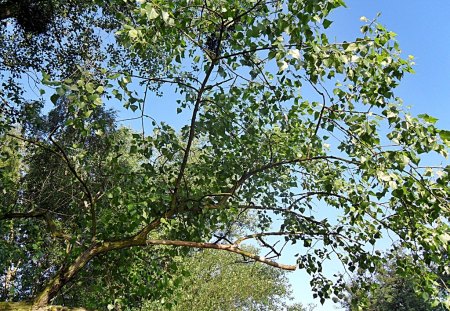 Touching the sky - birch tree, trees, green, leaves