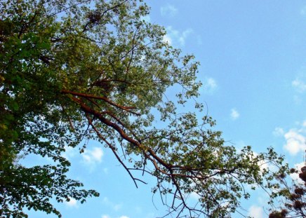 Up up to the sky - sky, trees, blue, branch