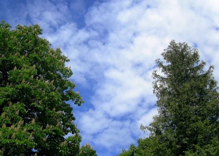 Blue and green - trees, chesnut tree, blue, sky