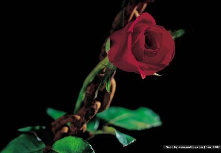 just a rose - single, still life, rose, red