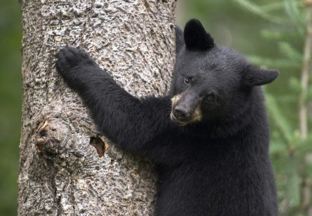 Black Bear Cub - cub, trees, bear, black, black bear