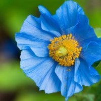 Blue Poppy