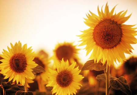 I love you most - shine, beautiful, flowers, yellow, love you most, forever, sunny, light, sunflowers, wonderful, nature