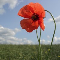poppy