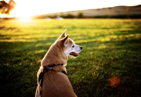 Man\'s best friend - horizon, amazing, beautiful, akita, dog, meadow, stunning, wonderful, nature, nice, sun, sky, animals, grassland