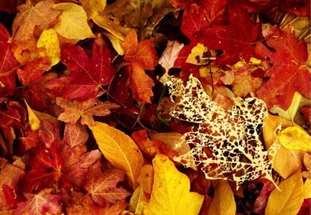 Autumn leaves - colours, yellow, autumn, red, passing, leaves