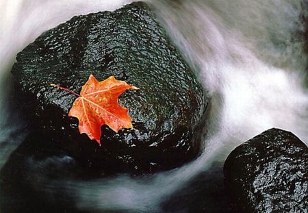 In move - stone, autumn, colour, moment, river, water, leave