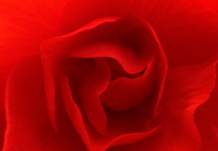 Red Rose - romantic, red, rose, love, flower, petals