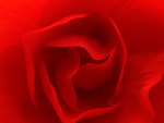 Red Rose