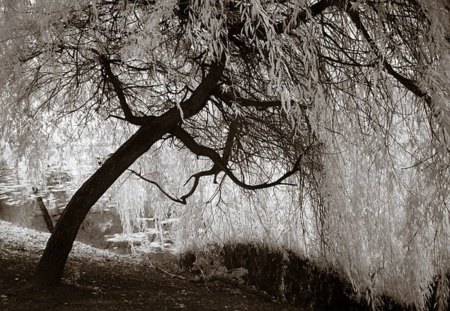 A tree - winter, water, tree, snow