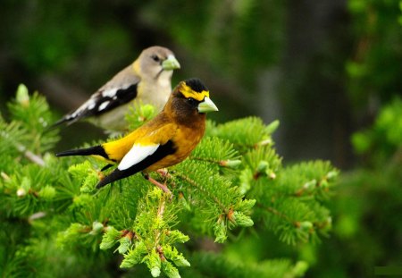 WORRY FRIENDS - nice, amazing, cool, beautiful, little, bird