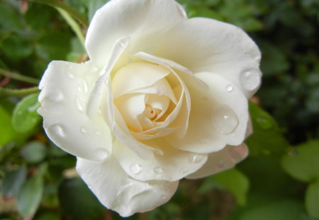 White Rose - rose, flower, nature, plant