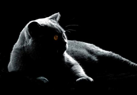 Grey on Black - animal, black, pet, cat, grey